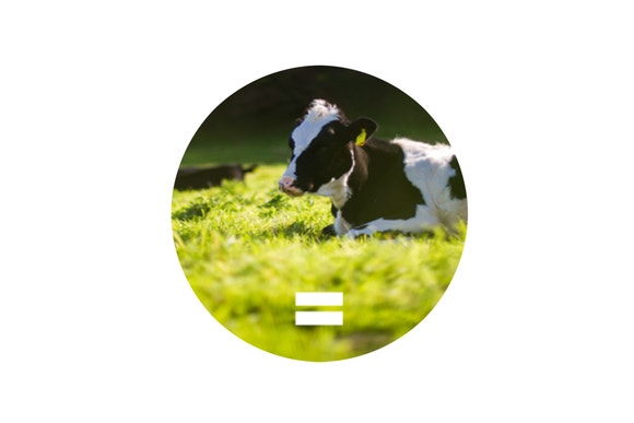 vache noire et blanche dans le champ d'herbe